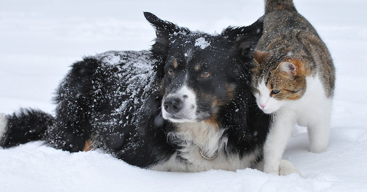 Dog_cat_snow