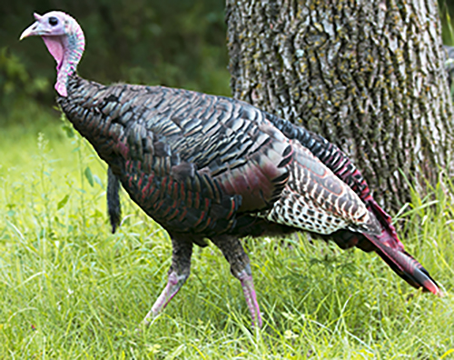 Wild Turkey