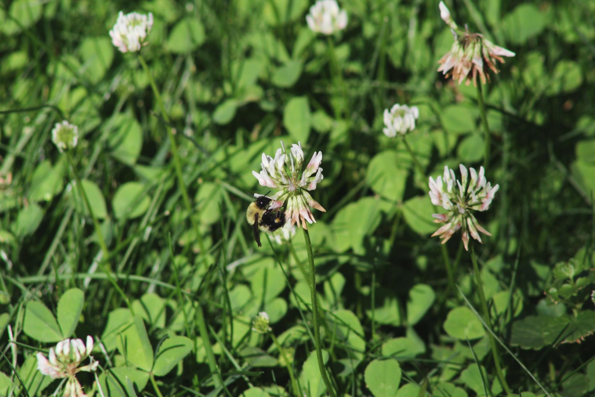 Bumblebee on white clover flower