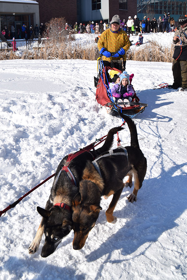 Dogs pulling sledding with adult man and children