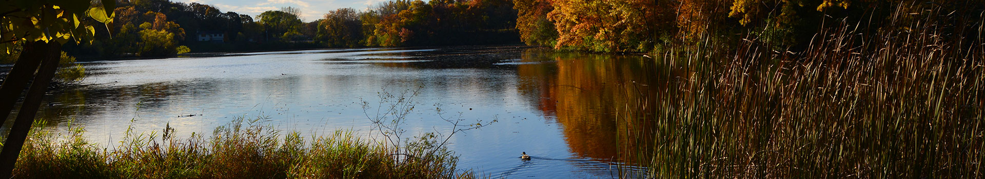 Water and reeds