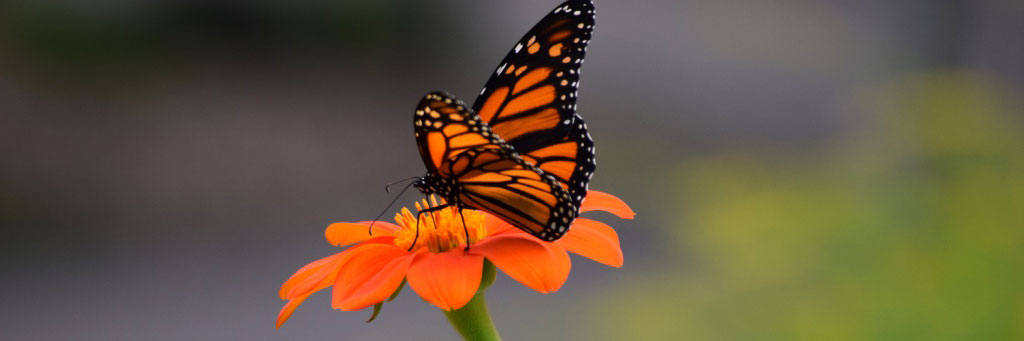 Monarch butterfly on orange flower