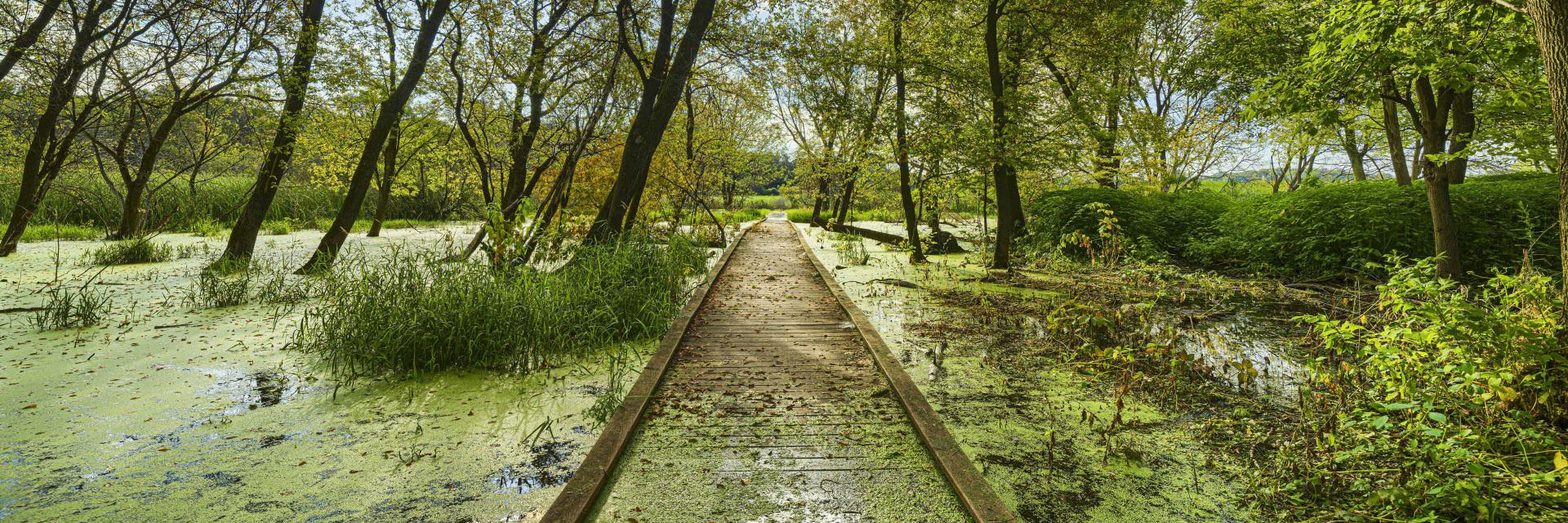 Wooden boardwalk in a wetland covered in green