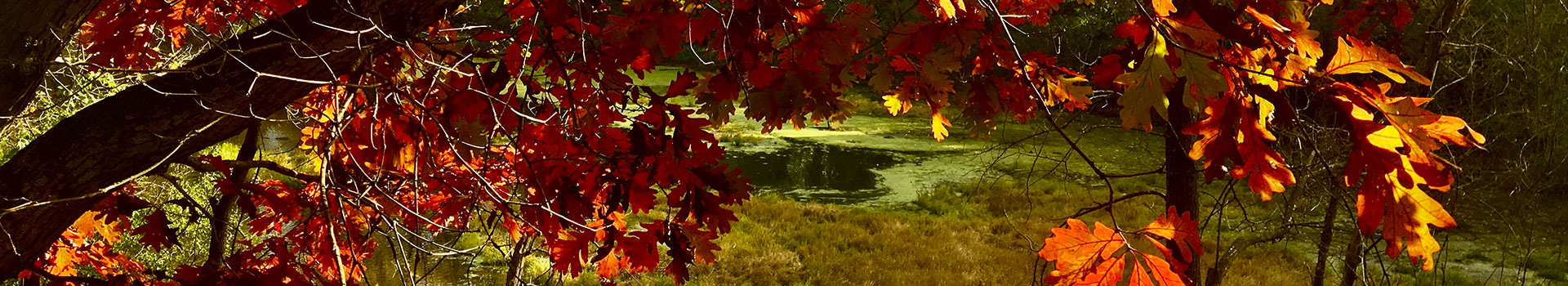 Oak leaves in fall colors