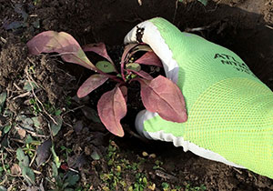 Hand in glove planting a plant up close