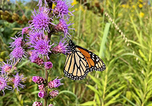 Butterfly on plant