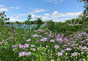 Plants in front of a wetland area