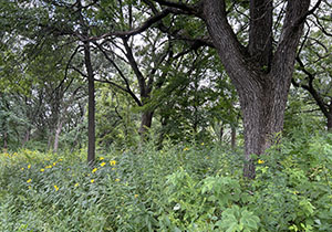 Native habitat